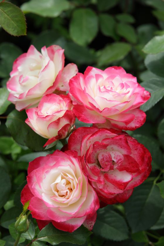 Rosen rosa weiß