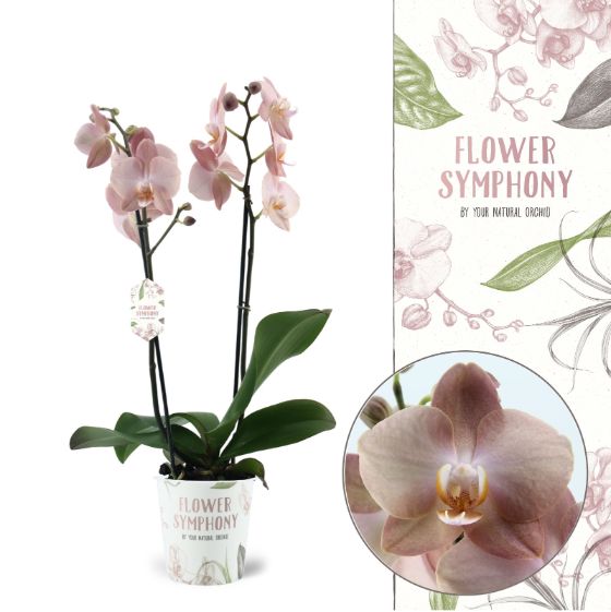 105110 - Flower Symphony