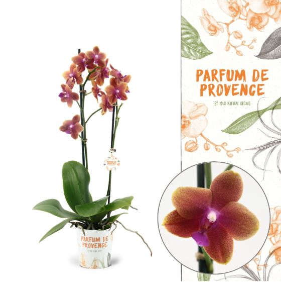 107949 - Parfum de Provence